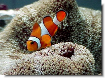 Aquarium Berlin