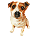 Hundesteuer - berlinstadtservice.de