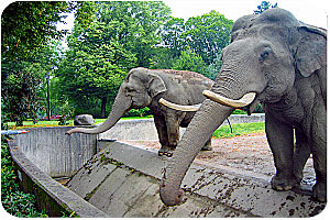 Elefanten im Tierpark Berlin