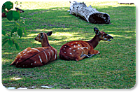 Antilopenhaus im Zoo