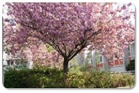 Britzer Garten Kirschbäume