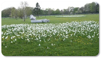 Britzer Garten Blumenwiese