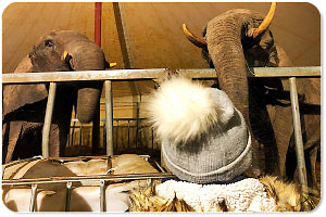 Circus Berolina