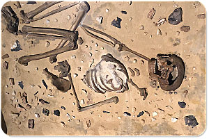 Museum für Naturkunde Berlin