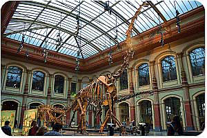 Brachiosaurus im Naturkundemuseum