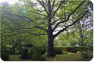 Parkfriedhof Lichterfelde