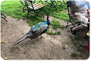 Pfaueninsel Pfau