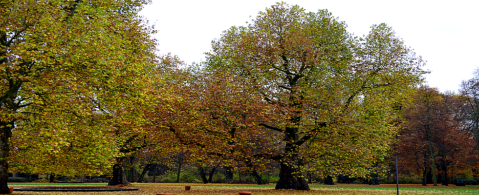 Bäkepark in Berlin