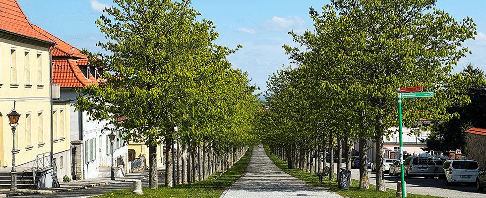 Allee