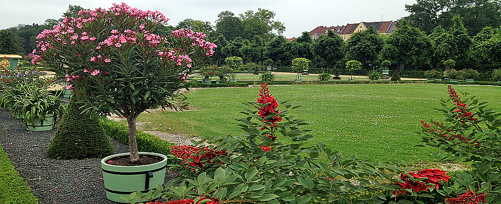 Schlosspark Charlottenburg Pflanzen
