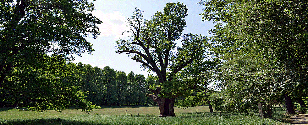 Schlosspark Tegel