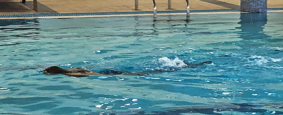 Schwimmhalle Kaulsdorf in Berlin